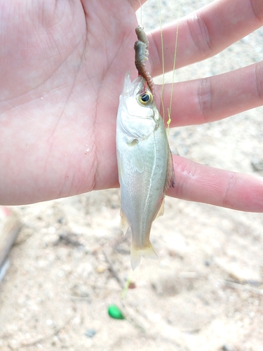 スズキの釣果