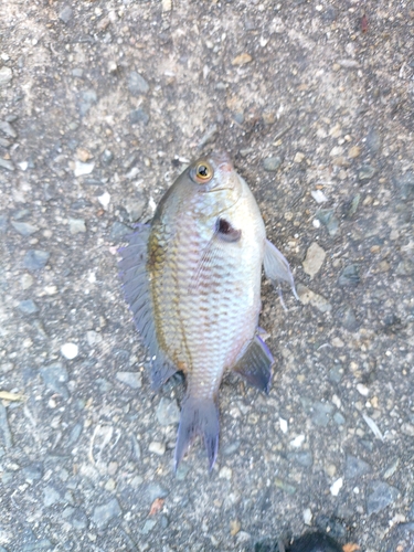 スズメダイの釣果