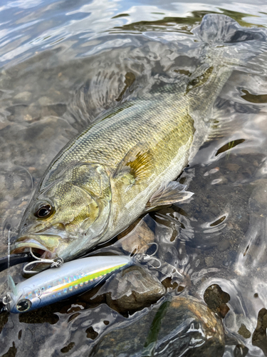 スモールマウスバスの釣果