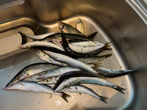 カマスの釣果