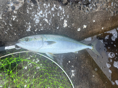 イナダの釣果