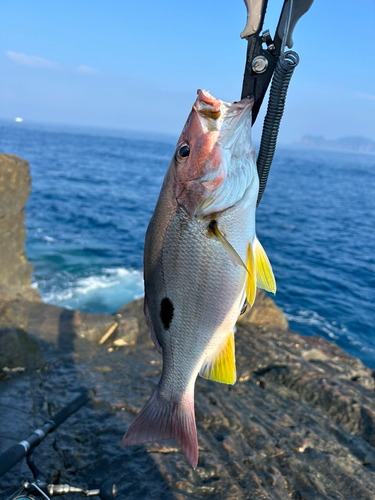 モンツキイサキの釣果