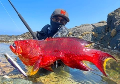 バラハタの釣果