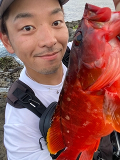 アカハタの釣果