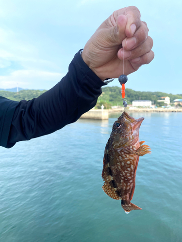 ガシラの釣果