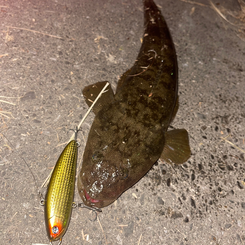 コチの釣果