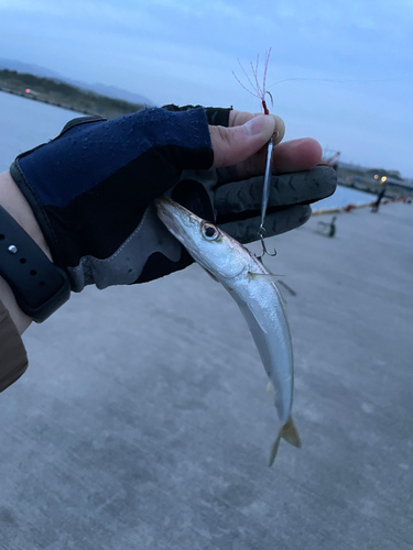 カマスの釣果