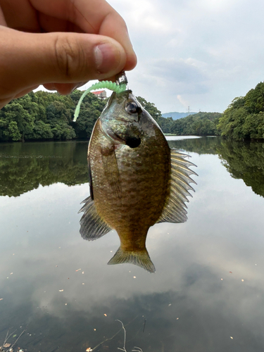 ブルーギルの釣果