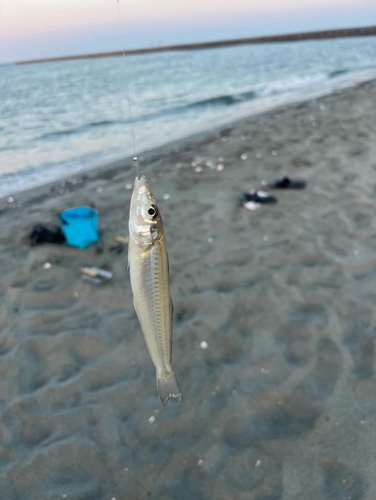 キスの釣果