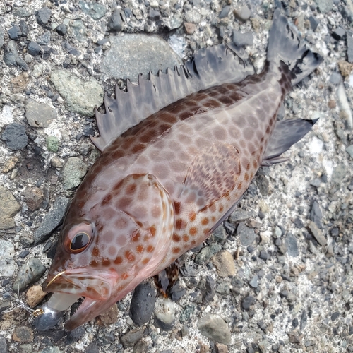 オオモンハタの釣果