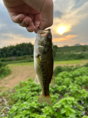 ラージマウスバスの釣果