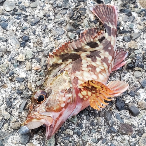 カサゴの釣果