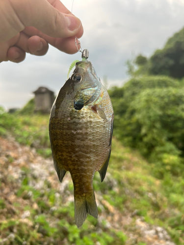 ブルーギルの釣果