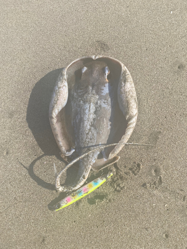 アカエイの釣果