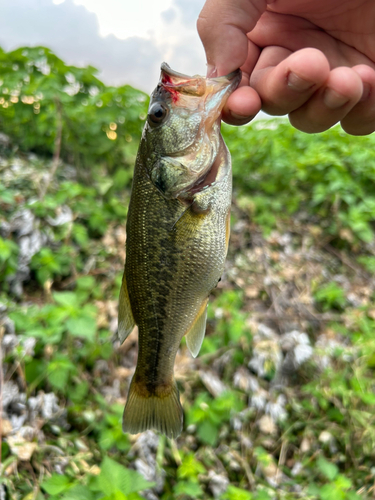 ラージマウスバスの釣果