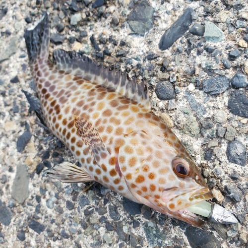 オオモンハタの釣果