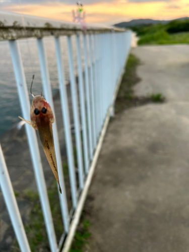 ハゼの釣果