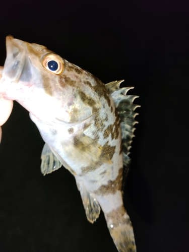 タケノコメバルの釣果