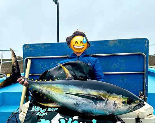 キハダマグロの釣果