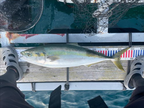 ワラサの釣果