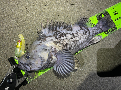 クロソイの釣果