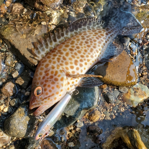 オオモンハタの釣果