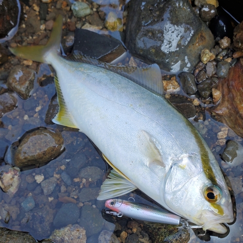 ショゴの釣果