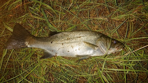 セイゴ（ヒラスズキ）の釣果