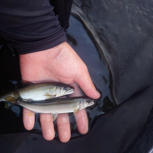 アユの釣果