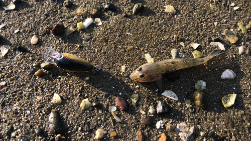 マハゼの釣果