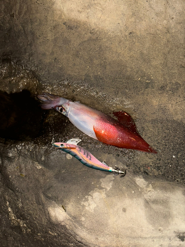 アオリイカの釣果