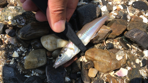 シロギスの釣果