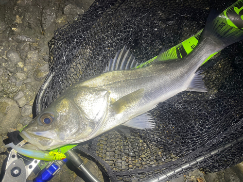 シーバスの釣果