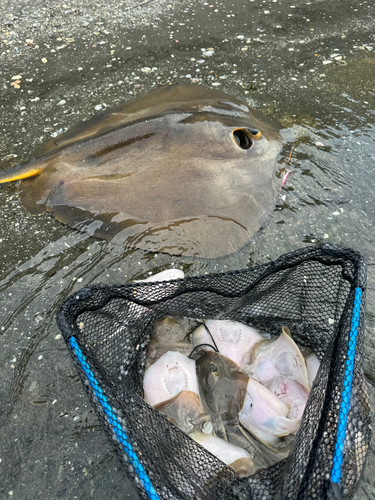 アカエイの釣果