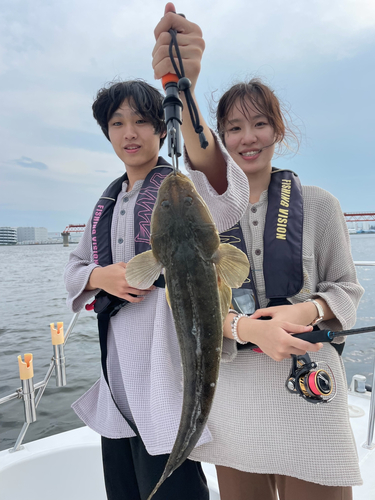 マゴチの釣果