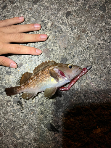 メバルの釣果