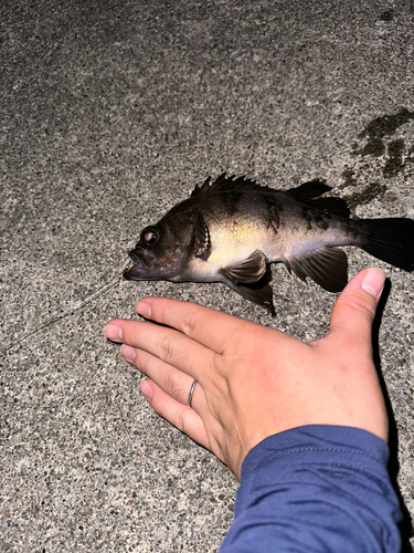 ケンサキイカの釣果