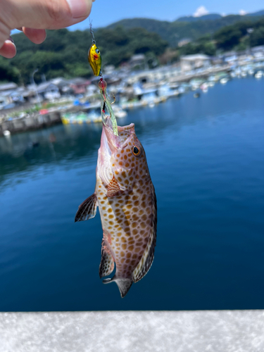 オオモンハタの釣果