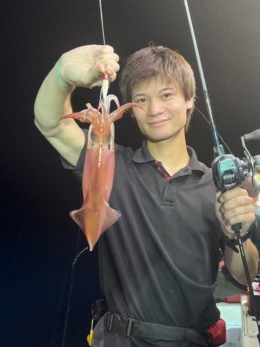 ケンサキイカの釣果