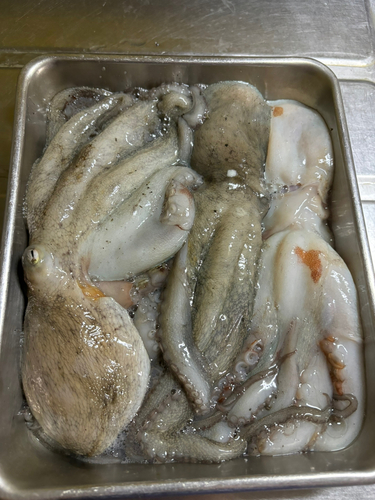 タコの釣果