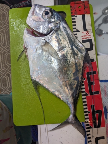 イトヒキアジの釣果