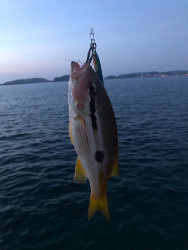 クロホシフエダイの釣果