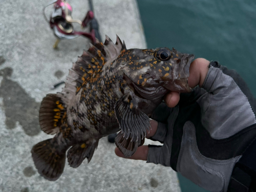 オウゴンムラソイの釣果