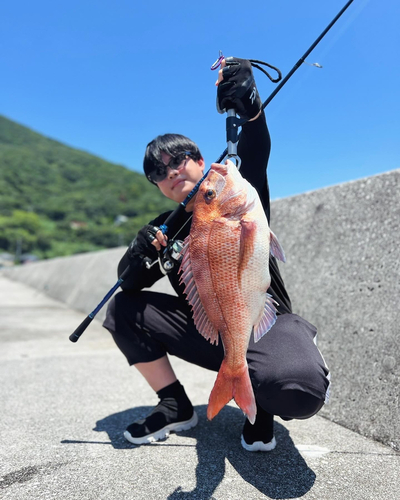 マダイの釣果