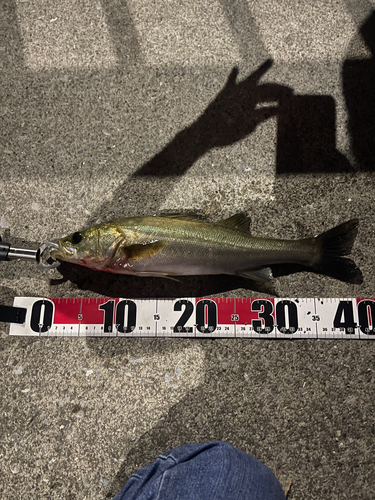 フッコ（マルスズキ）の釣果