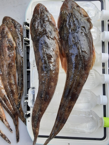 マゴチの釣果