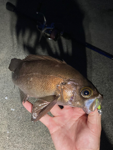 メバルの釣果