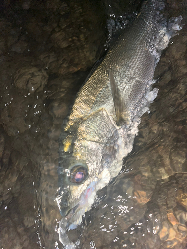 フッコ（マルスズキ）の釣果