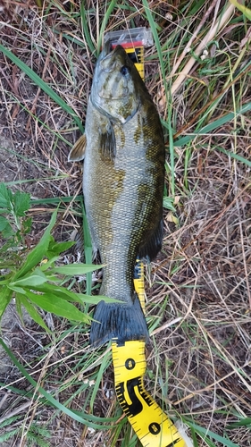 スモールマウスバスの釣果