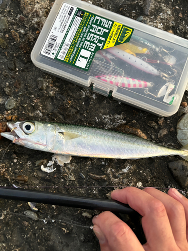 サバの釣果